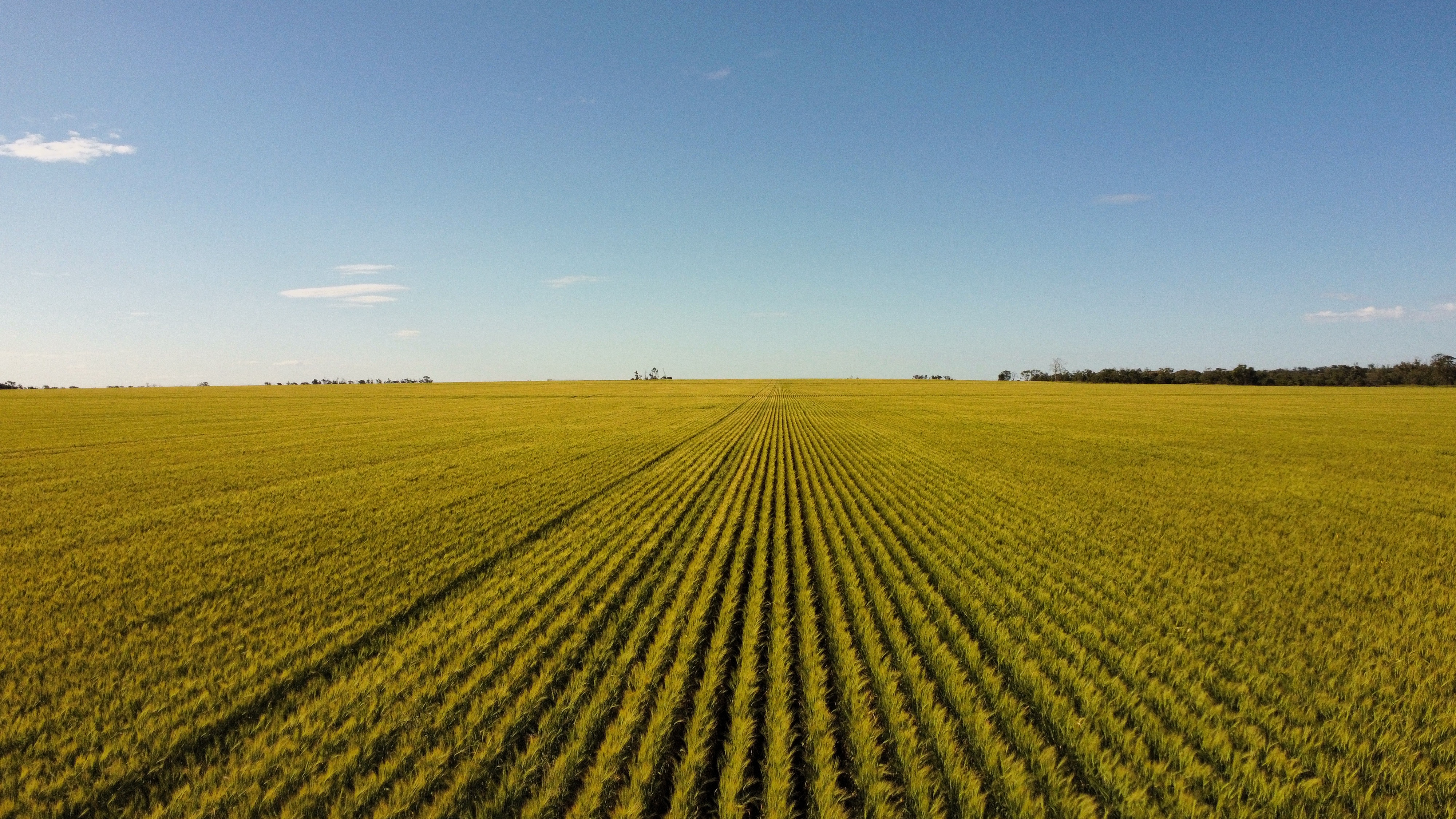 Aerial view of the black soil plains and farmland